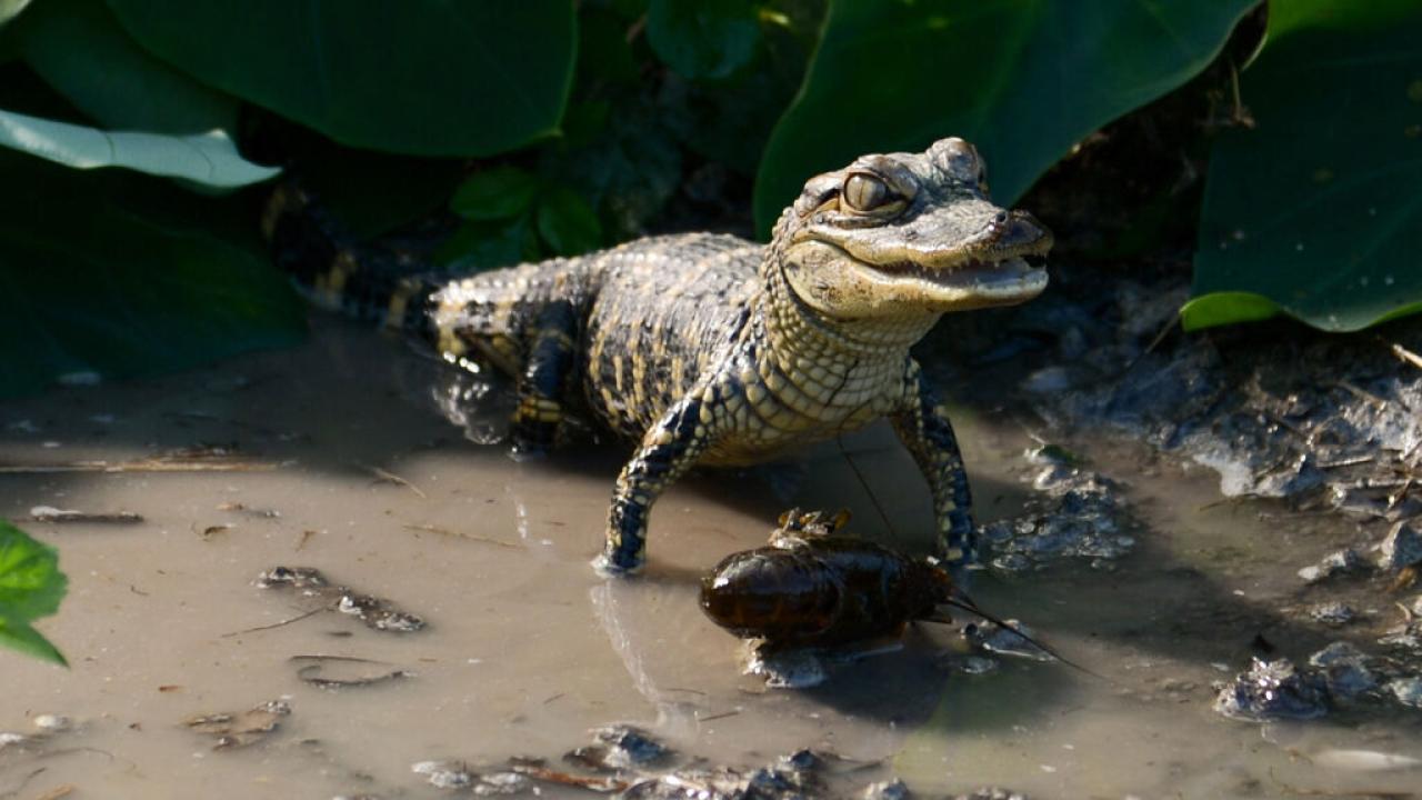 Nespoutaná Florida: Království plazů