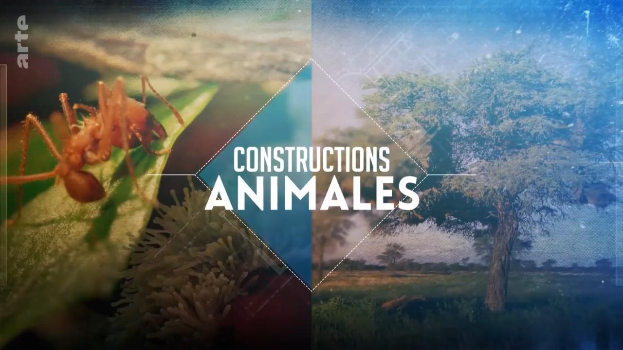 Constructions animales