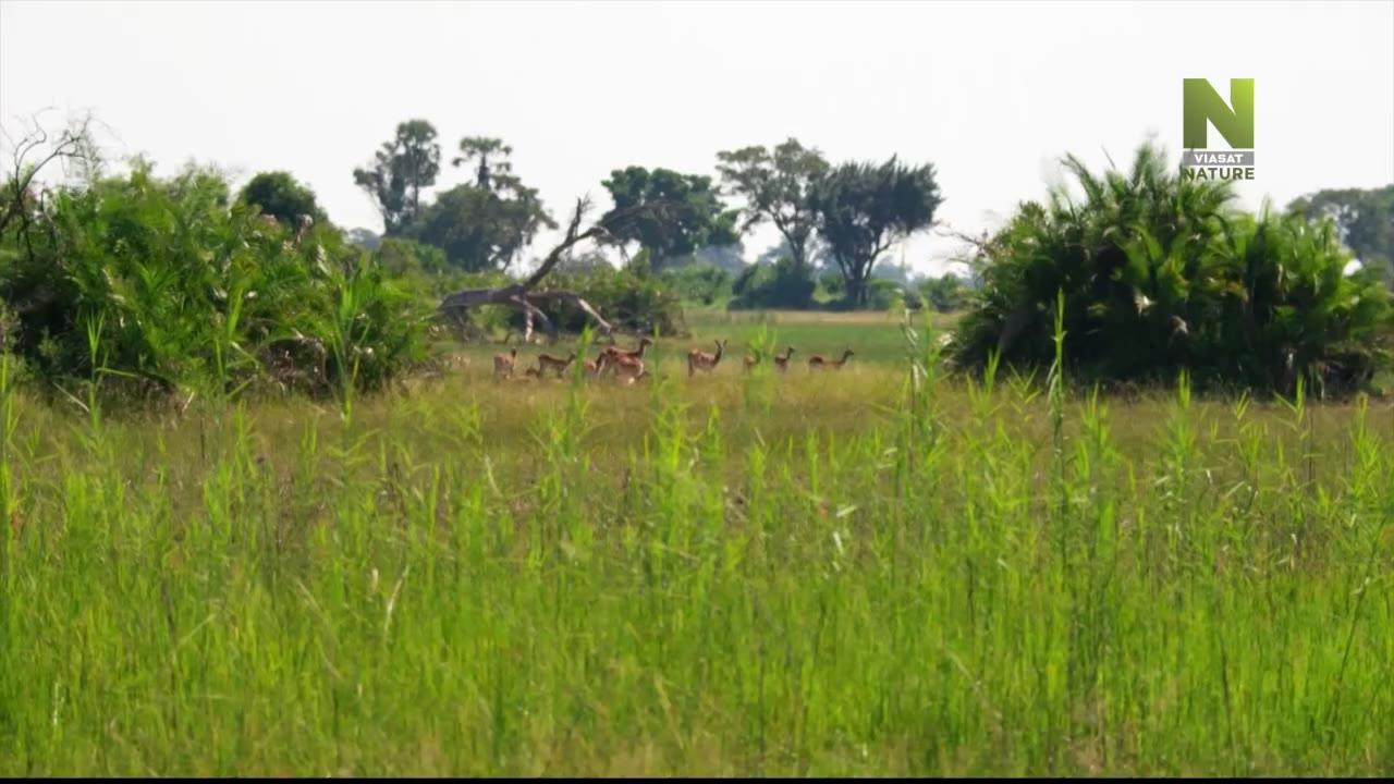 Velkolepá Afrika