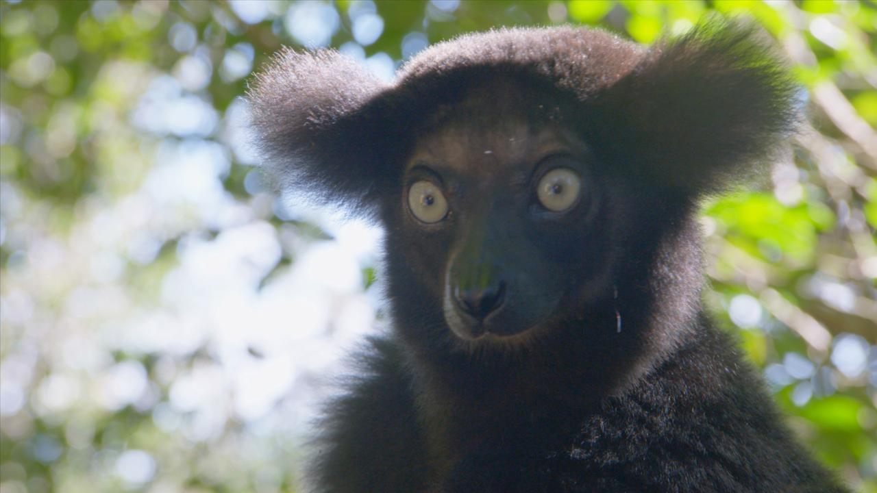 Nejpodivnější živočichové Madagaskaru / 23.10.2024, 10:28