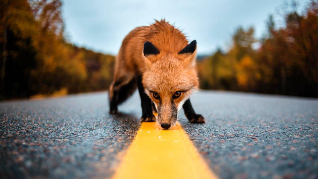 Les animaux de l’aéroport