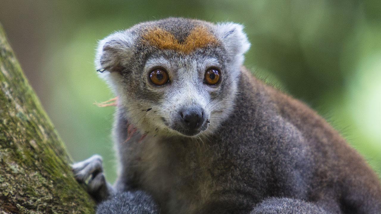 Krajinou Madagaskaru