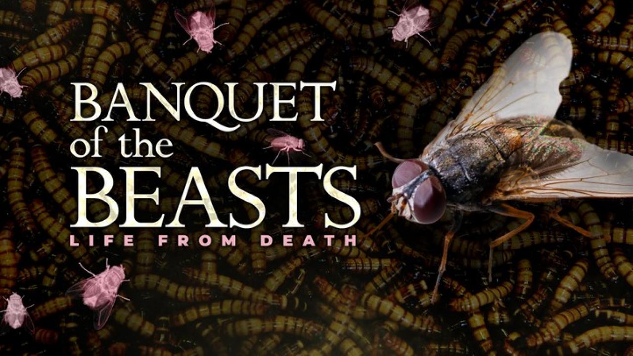 Banquet of the Beasts – The Cycle of Life
								(festivalový název)