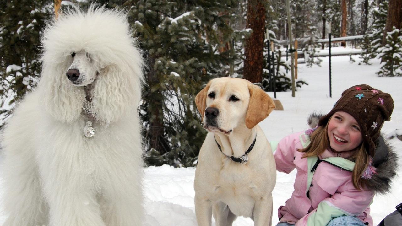 El perro que salvo la Navidad