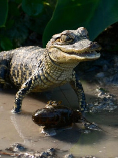 Florida Untamed: Where Reptiles Rule Compilation