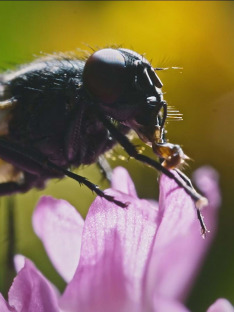 Webs & Wings – Nature's Tiny Ballet