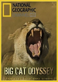 Big Cat Odyssey