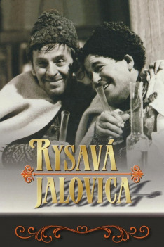 Rysavá jalovica