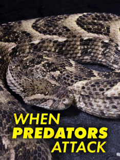 When Predators Attack