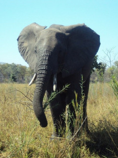 Malawi Wildlife Rescue