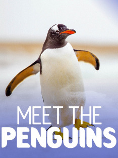 Meet The Penguins