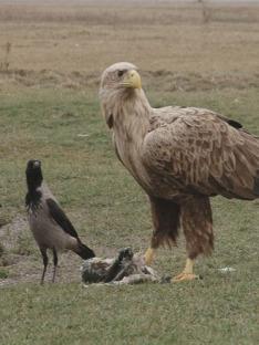 Příroda slovenských nížin