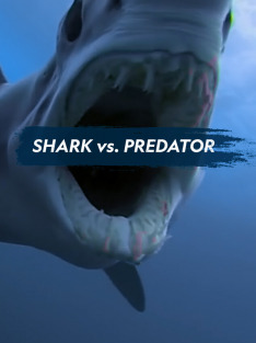 Shark Vs Predator