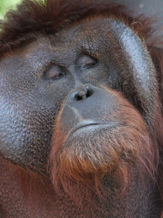 Oči orangutana